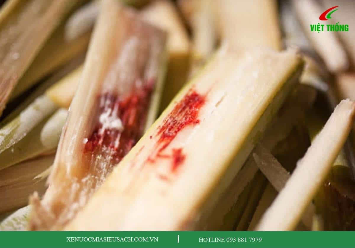 Những loại mía KHÔNG nên chọn